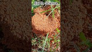 Ants moundsantsmoundsinsects earthsciencelifescienceintheyardcoloniesantslifecarlasblog [upl. by Tingley837]