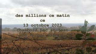 Des millions doiseaux [upl. by Flinn]