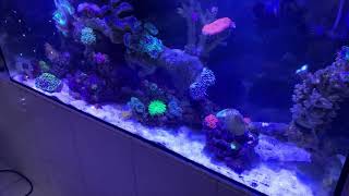 About growing coralline algae [upl. by Supmart]