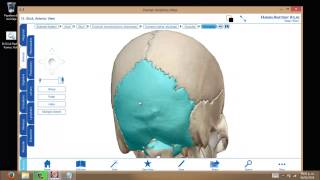 Huesos del Craneo 3D  Aprende de manera Didactica¡¡ part 2 [upl. by Stronski]