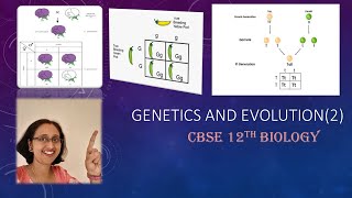 GeneticsMonohybridCrossPunnettsSquarePhenotypeGenotypeRatioCBSE12thBiology [upl. by Ehrman]