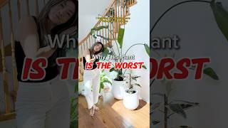 Why this plant IS THE WORST plants indoorplants houseplants birdsofparadise plantcare tips [upl. by Eberhart]