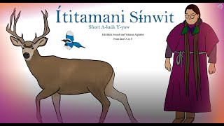 Yakama Ichishkíin Ítitamani Sɨ́nwit  Sounds amp Yakama Alphabet from Short A to Y [upl. by Iral]