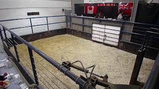 Cattle Sale Tuesday October 29 2024 [upl. by Aldred240]