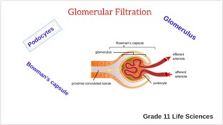 Glomerular filtration [upl. by Atikal]