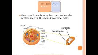 Centrosome vs centriole vs chromosome vs centromere [upl. by Finnegan987]