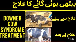 gay baith jay to kya karen  Downer cow Isoflupredone Toxicity Diagnosis and Treatment [upl. by Tibold]