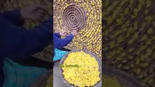 How to make Silk fabrics Do yo know silk silkworms naturelovers NatureLifeInfo [upl. by Barnett]