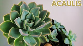 graptoveria acaulis cuidados echeveria suculentas donsuculento [upl. by Aitat]