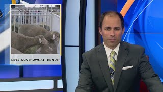 Livestock Shows at the North Dakota State Fair [upl. by Brout]