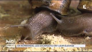 VU DICI  En Normandie les escargots ont leur élevage [upl. by Eisset]