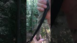 Survival bushcraft skills🔥 survival bushcraft forest outdoors campingshorts [upl. by Nosneb]