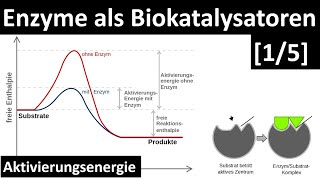 Enzyme sind Biokatalysatoren  Einführung Enzyme  Aktivierungsenergie 15  Biologie Oberstufe [upl. by Nysa]