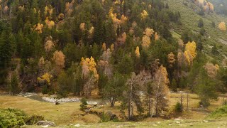 Els Colors de la Tardor al Parc Natural de lAlt Pirineu [upl. by Lanam]