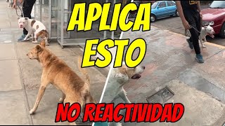 NO MAS PITBULLS O BULLIES REACTIVOS CUANDO ERES TU EL QUE INICIA SU ADIESTRAMIENTO [upl. by Airehs280]