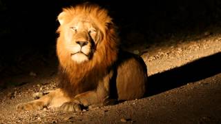 Night Lion Roar at Tintswalo in Kruger National Park South Africa [upl. by Rehotsirhc915]