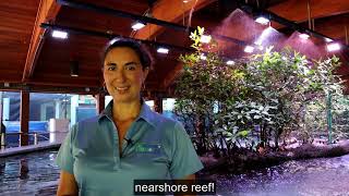 Gumbo Limbo Shallow Aquariums Virtual Tour [upl. by Sirroned]