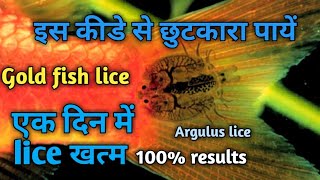 How to remove gold fish lice Argulusमछली के कीडे से कैसे छुटकारा पायें। [upl. by Zahara346]