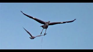 What is THAT Very Unusual Visitor to Balcony Airspace  Seagulls not happy  Balcony Bird Table [upl. by Nnazil]