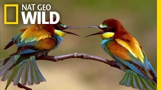 The Life of a Bee Eater  Real Angry Birds [upl. by Onaimad863]