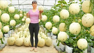 Harvesting Milk Melon Goes To The Market Sell  Grow Clean Vegetable  Tiểu Vân Daily Life [upl. by Ettegroeg254]