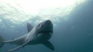 Great White Shark Bites Camera [upl. by Arnst]