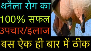 Treatment amp symptoms of mastitis in cattle amp buffalo l गाय व भैंस में थनैला रोग का इलाज़ l dr umar [upl. by Riggall918]