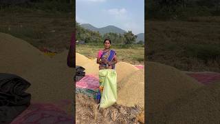 పచ్చి వడ్లు  ఎండి వడ్లు ఏది అమ్ముతే లాభం 😅 farming rice paddycultivation [upl. by Ddarb]