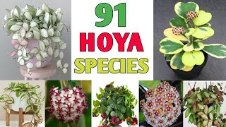 91 Hoya Plant Species  Hoya Varieties with names and its Identification  Plant and Planting [upl. by Elocaj]