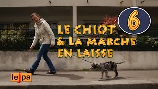 Dans la peau dun chien guide 6  le chiot et la marche en laisse [upl. by Nodaj]