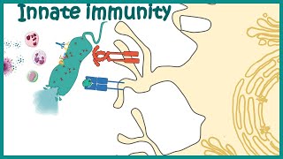 Innate immune system detailed overview [upl. by Bekha971]