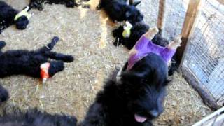 Skansen Kennel Giant Schnauzer 4 [upl. by Eltsyrhc]