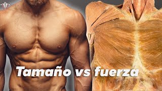 Fuerza vs hipertrofia la ciencia detrás del desarrollo muscular [upl. by Merrilee]