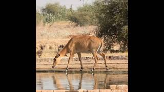 Waterhole and Neelgai in Jorbeed [upl. by Yaniv]