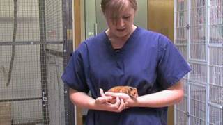 Handling a syrian hamster [upl. by Rosene]