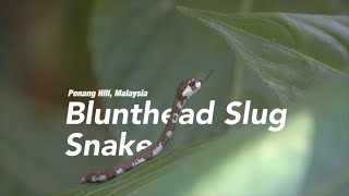 Aplopeltura Boa  Blunthead Slug Snake  Penang Hill Malaysia [upl. by Saltsman]