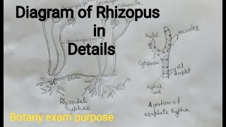 Rhizopus Diagram well labelled diagram of Rhizopus Fungi diagram [upl. by Sajovich]