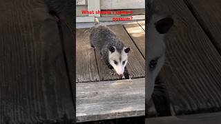 Playing Possum possum possums cuteanimal [upl. by Sprage]