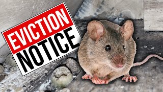 How to Get Rid of Mice  Find and Block Mouse Holes in Your House [upl. by Eirallam108]