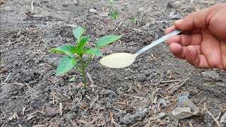 Fertilizante Orgánico Natural para¡ ALIMENTAR tus plantas de pimientos tomates pepinos berenjenas [upl. by Salot]