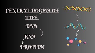 Central Dogma  Protein Synthesis  Transcription  Translation [upl. by Nadia]