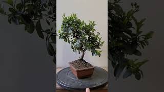 Bonsai Pyracantha [upl. by Airetahs]