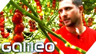 Schuften als Erntehelfer Wie hart ist der Job auf einer Tomatenplantage  Galileo testet Berufe [upl. by Initirb]