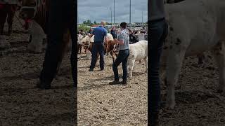 Cattle Ardara Agricultural and Industrial Show 2024 Ardara Co Donegal Ireland Ardarashow [upl. by Waylan]