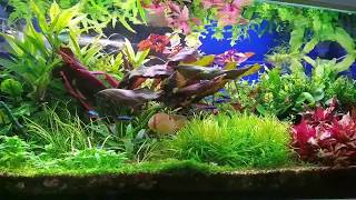 Keyhole cichlid aquarium  1st year story [upl. by Ikey]