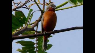 chant lortie 88 local Guyane [upl. by Gerger]