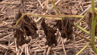 Identifying and managing fusarium wilt in mungbeans [upl. by Sineray]