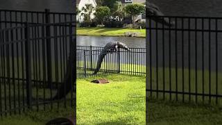 🐊 Alligator climbing the backyard fence… WILD 😳nature wildlife alligator florida [upl. by Aleac]