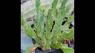 Euphorbia clavigera f persistens [upl. by Llerrad]