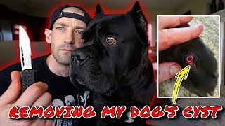 REMOVING My Dogs CYST  Cyst Removal [upl. by Haimerej]